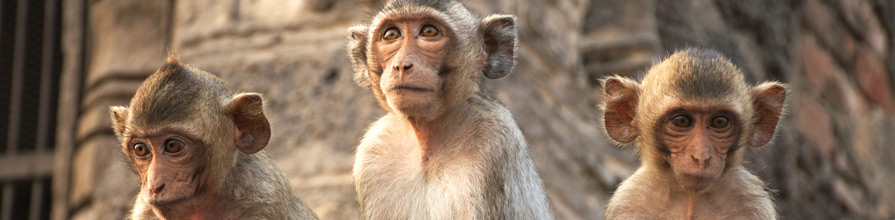 Three lopburi monkeys. Cass monkeys investment performance
