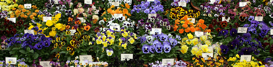 Pansies at Chelsea Flower Show