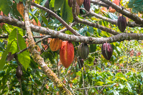 A cocoa tree and its fruit