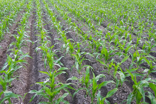 Maize Crop in Bangladesh