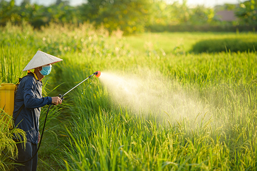 Chinese farmer sprays pesticide on crops