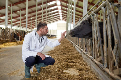 Vet and cow