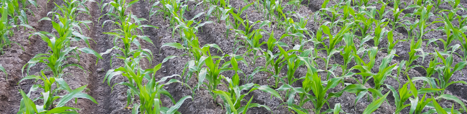 Maize Crop in Bangladesh