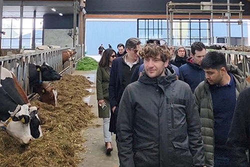 Students walking through a modern farm barn, looking at cows poking their heads through a barrier to eat hay.