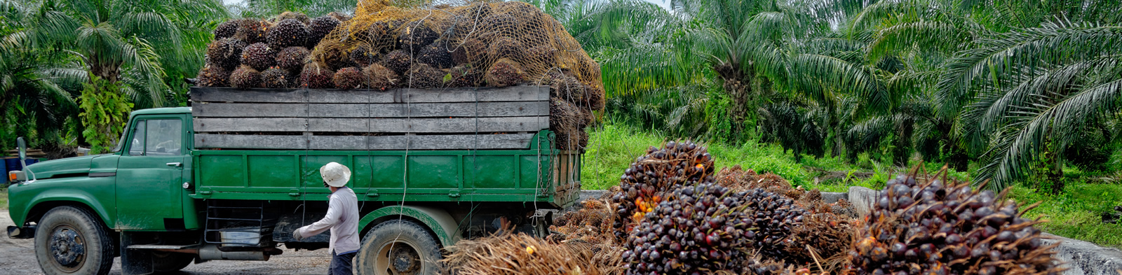 Palm Oil being harvested